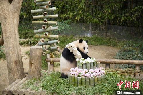 福宝生日韩国视频播放,韩国视频播放见证甜蜜时刻